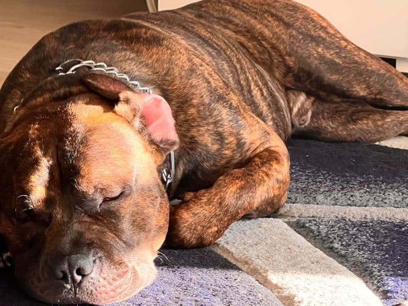 American PitBull Terrier 4 years 8 months old male large named Zeus for breeding in Los Angeles County, California | Petmeetly