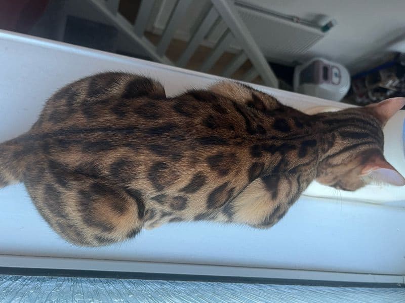 Bengal 10 months old female named Kadife for breeding in Wales | Petmeetly