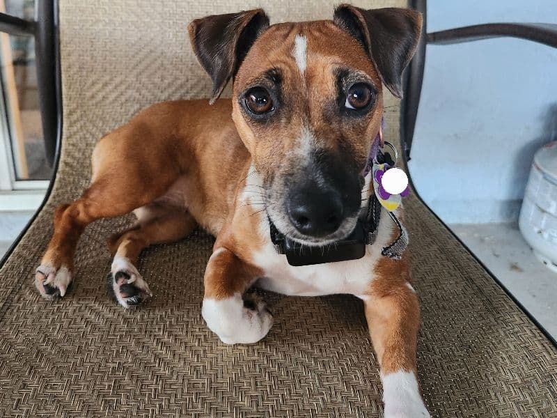 Jack Russell Terrier 3 years old female small named Remi for breeding in Duval County, Florida | Petmeetly