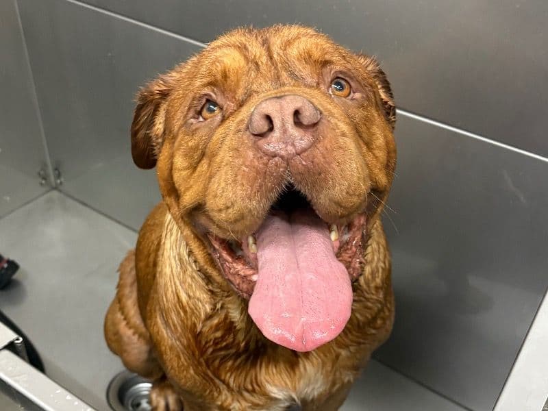 Dogue de Bordeaux 4 years 7 months old male extra large named Gumbo for breeding in Lee County, Alabama | Petmeetly