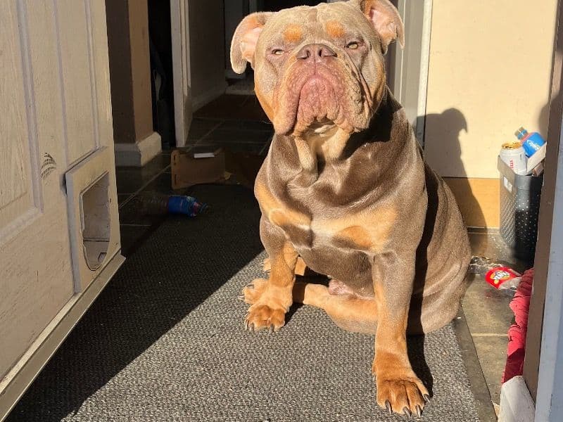 Old English Bulldog 2 years 11 months old male large named Loki for breeding in Gloucestershire, England | Petmeetly