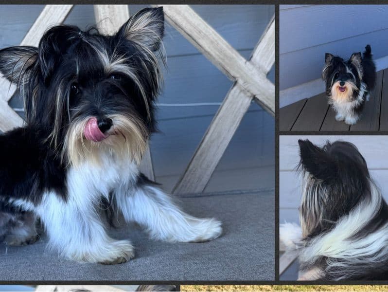 Yorkshire Terrier 1 year old male small named Ollie for breeding in Guadalupe County, Texas | Petmeetly