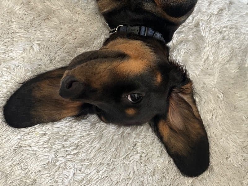 Miniature Dachshund 1 year 7 months old male small named Bluey for breeding in Lake County, Illinois | Petmeetly