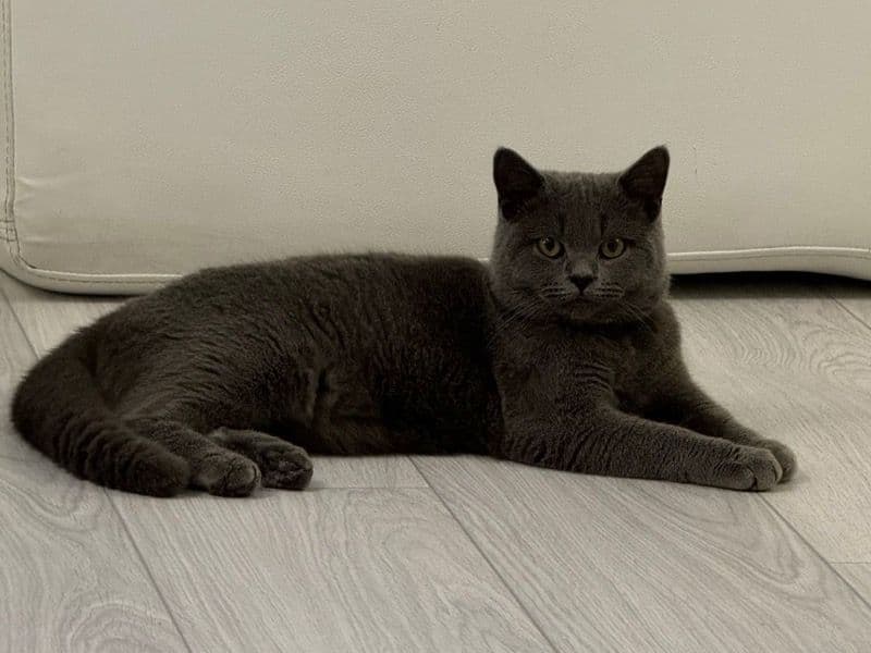 British Shorthair 1 year 9 months old male named Blu for breeding in Greater London, England | Petmeetly