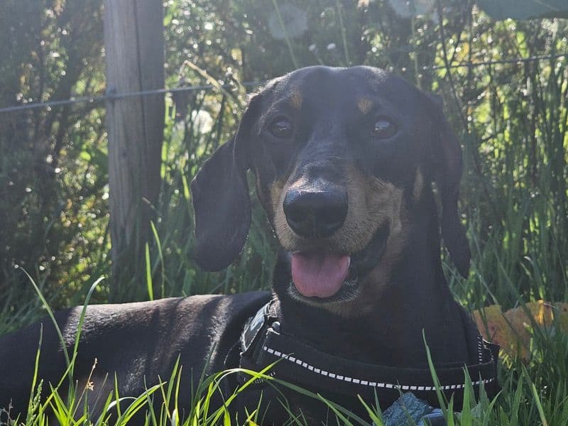 Miniature Dachshund 3 years 5 months old male medium named Frankie for breeding in Glasgow City, Scotland | Petmeetly
