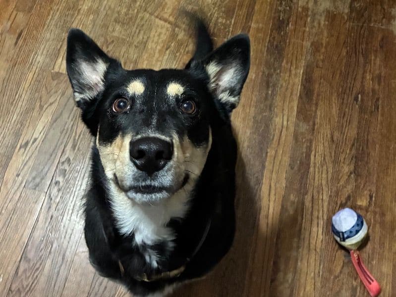 Alaskan Husky 3 years 4 months old female medium named Aurora for breeding in Potter County, Texas | Petmeetly