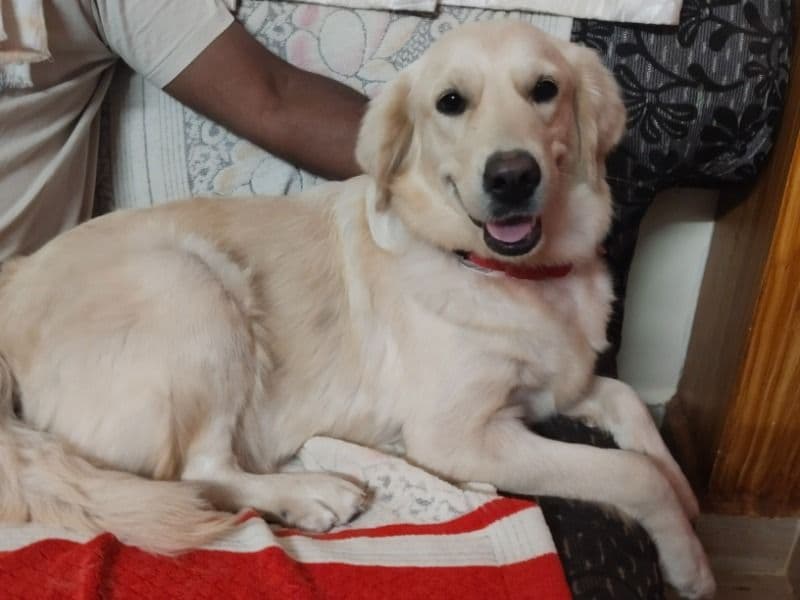 Golden Retriever Corgi 2 years old female medium named Robbery for breeding in Hyderabad, Telangana | Petmeetly