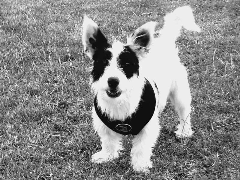 Jack Russell Terrier 4 years 2 months old female small named Laika for breeding in Greater London, England | Petmeetly