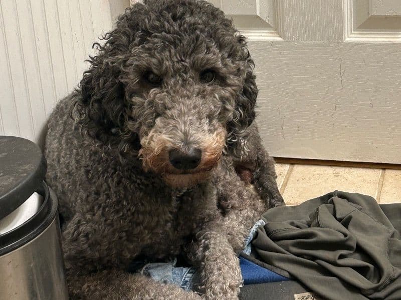 Scarlet primary photo