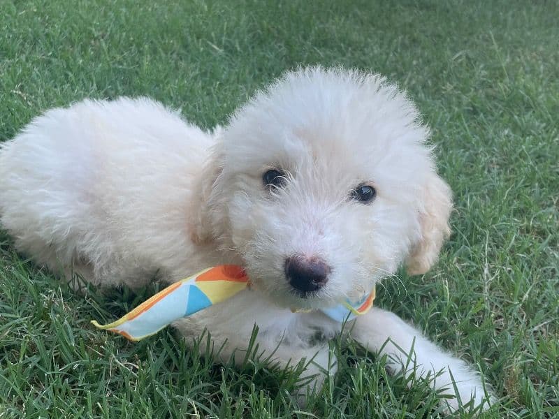 Prince - Poodle | Petmeetly