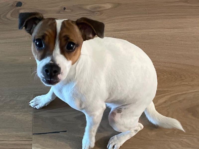 Jack Russell Terrier 2 years 10 months old female small named Sally for breeding in Rockwall County, Texas | Petmeetly