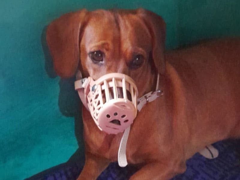 Dachshund 5 years 6 months old female medium named Chotu for breeding in Bangalore Division, Karnataka | Petmeetly