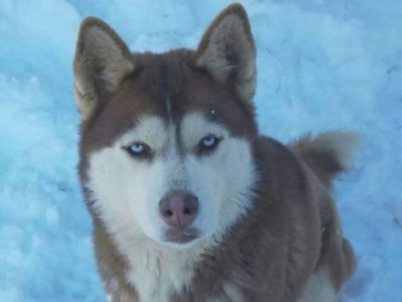Husky 5 years 11 months old male large named Maverick for breeding in Stearns County, Minnesota | Petmeetly