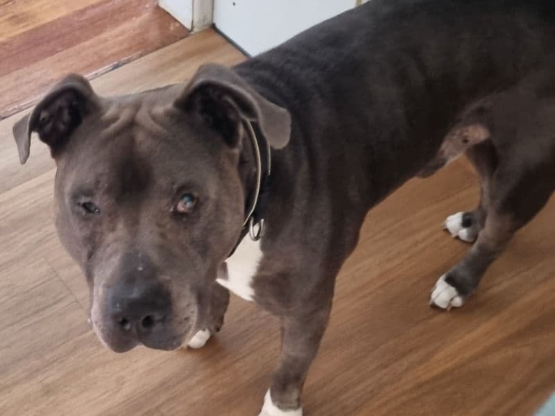 American Staffordshire Terrier 10 years 7 months old male medium named Ari for breeding in Whitehorse City, Victoria | Petmeetly