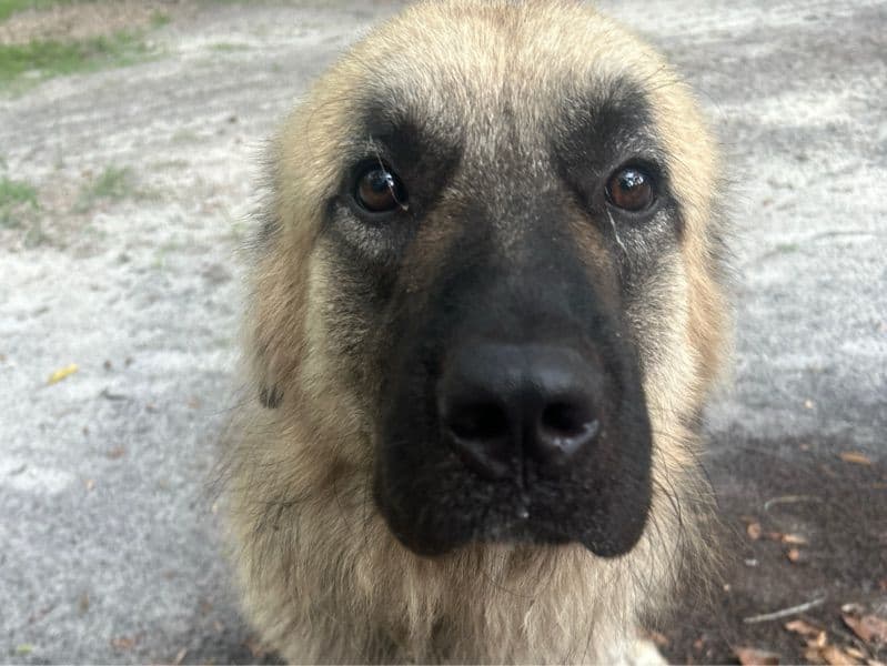Anatolian Shepherd 1 year 11 months old male extra large named Polo for breeding in Hernando County, Florida | Petmeetly
