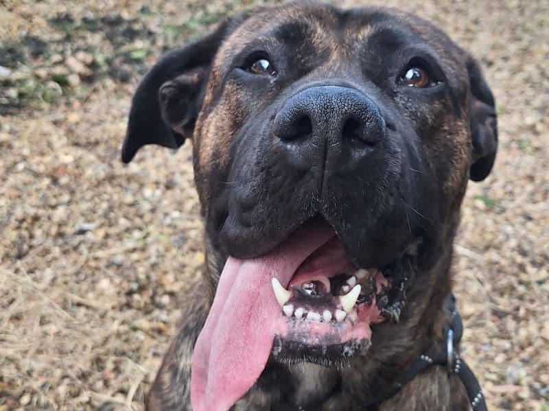 Bullmastiff 2 years 10 months old female large named Xena for breeding in Hampshire, England | Petmeetly