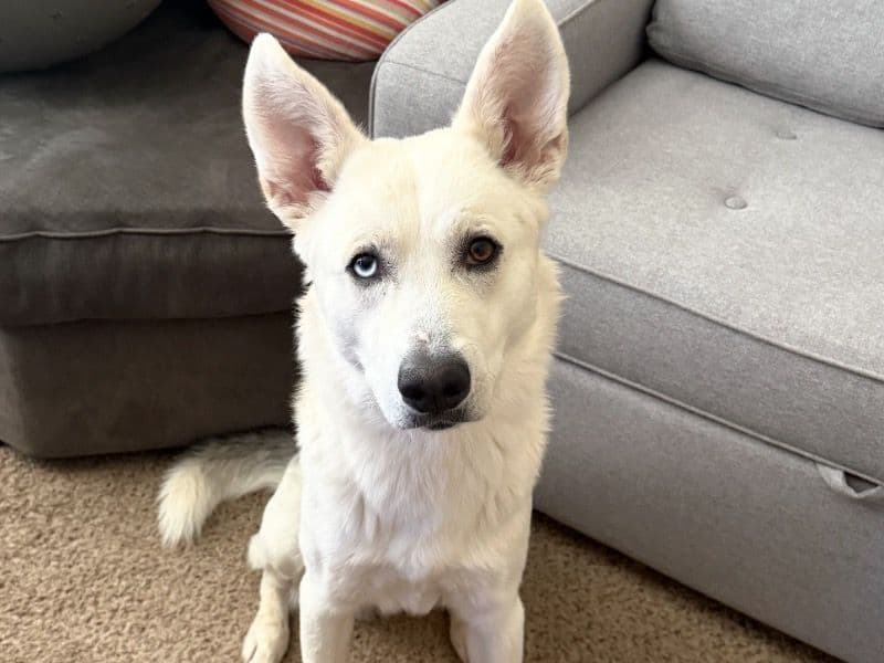 Alaskan Husky 1 year 6 months old male medium named Coal for adoption in Davidson County, Tennessee | Petmeetly