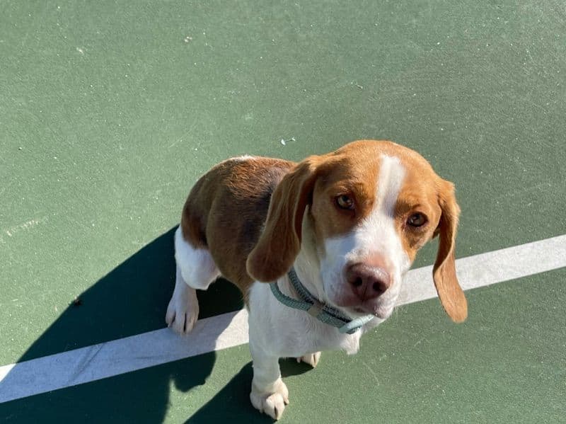 Beagle 6 years 1 month old male medium named Sparky for breeding in Santa Clara County, California | Petmeetly