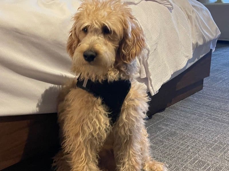 Pheonix primary photo