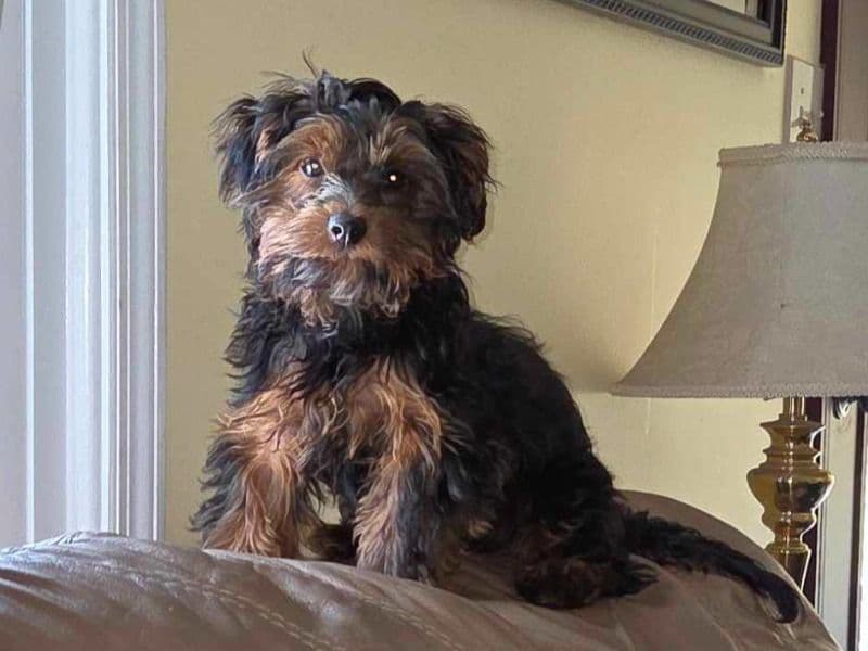 Chorkie 10 months old female small named Paisley for breeding in Horry County, South Carolina | Petmeetly