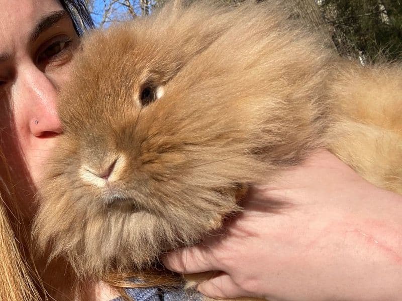 Lionhead 3 years 4 months old female named Olivia for adoption in Coweta County, Georgia | Petmeetly
