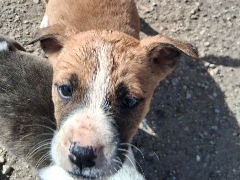 Bullmastiff 1 month old female small named Sally for sale in Oglala Lakota County, South Dakota | Petmeetly