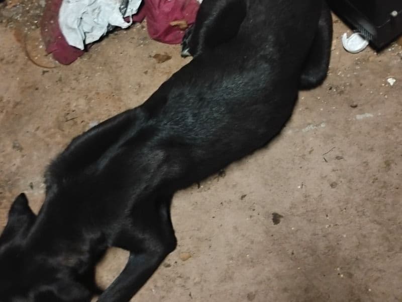 Husky 6 months old female medium named Midnight for adoption in Hillsborough County, Florida | Petmeetly