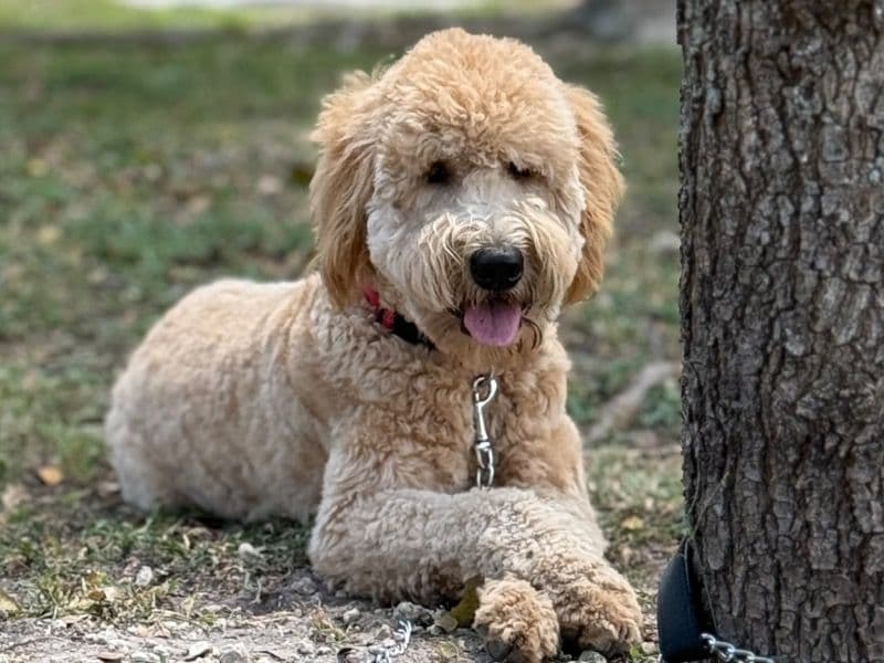 Goldendoodle 1 year 4 months old male large named Enzo for breeding in Miami-Dade County, Florida | Petmeetly