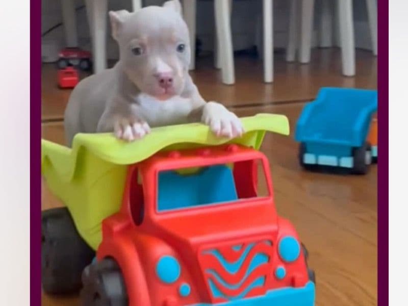 Pit Bull Terrier Less than 1 month old male small named Beastie for sale in Greater Bridgeport Planning Region, Connecticut | Petmeetly