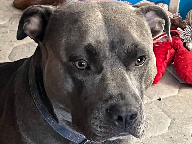 American Bully 2 years 2 months old female large named Missy for breeding in Charleston County, South Carolina | Petmeetly