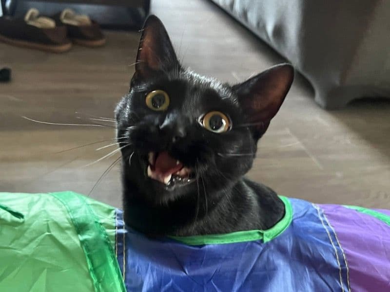 Domestic Shorthair 2 years old female named Olivia for adoption in Darlington County, South Carolina | Petmeetly