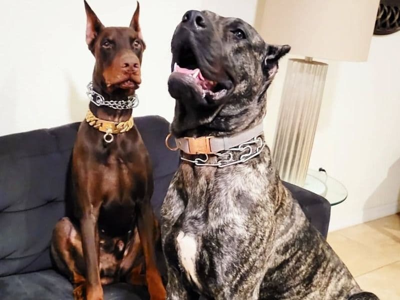 Presa Canario 3 years 4 months old female large named Cruela for breeding in St. Lucie County, Florida | Petmeetly