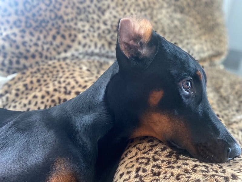 Doberman 10 months old female medium named Remy for breeding in Mercer County, New Jersey | Petmeetly