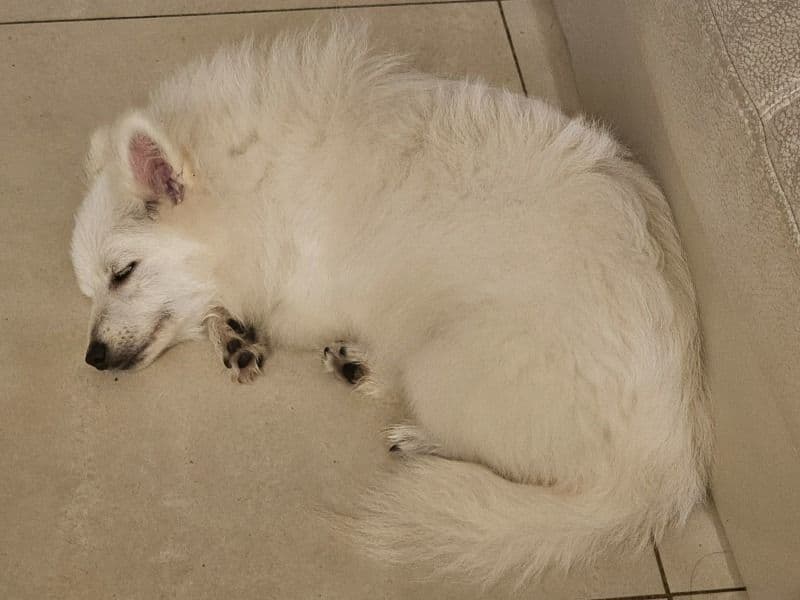 Pomeranian 1 year 1 month old male medium named December for breeding in Bayside Council, New South Wales | Petmeetly