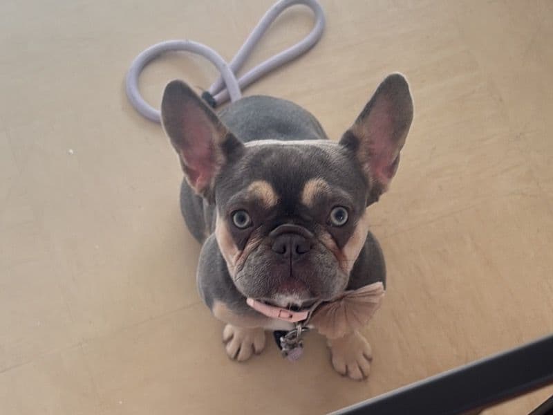 French Bulldog 1 year 4 months old female small named Sage for breeding in Greater London, England | Petmeetly
