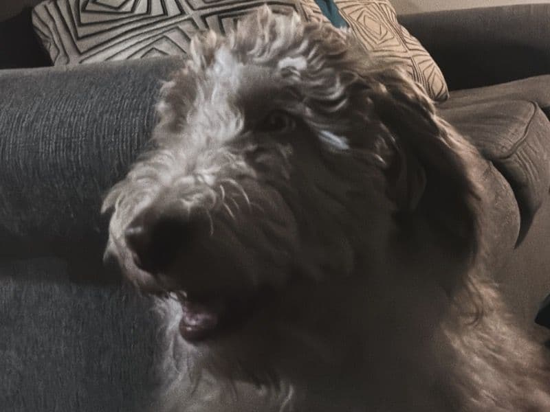Mini Bernedoodle 1 year 2 months old male medium named Twizzy for adoption in Summit County, Ohio | Petmeetly