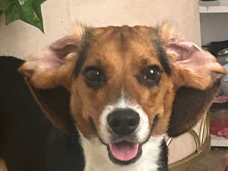 Beagle 9 months old male medium named August for sale in Orleans Parish, Louisiana | Petmeetly