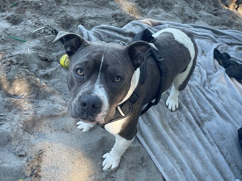 American PitBull Terrier 5 years 7 months old male medium named King Velez for breeding in Marion County, Oregon | Petmeetly