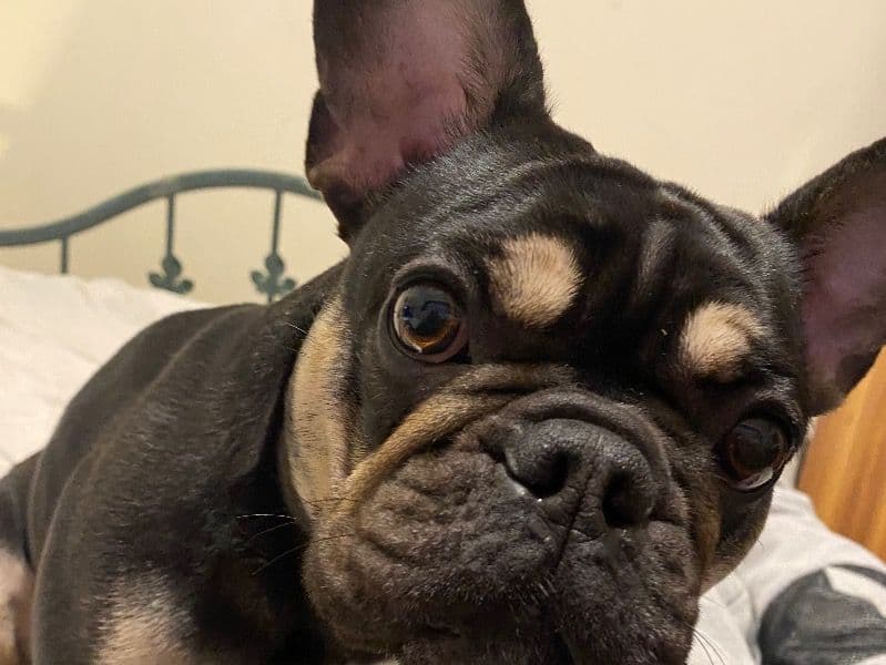 French Bulldog 3 years 8 months old female medium named Imani for breeding in Essex, England | Petmeetly