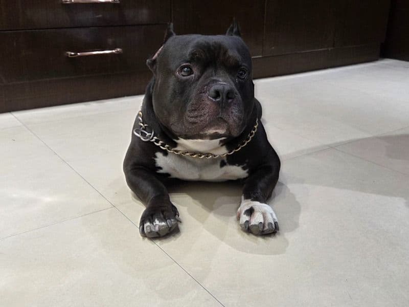 American Bully 5 years 10 months old male small named Thor for breeding in Aligarh Division, Uttar Pradesh | Petmeetly