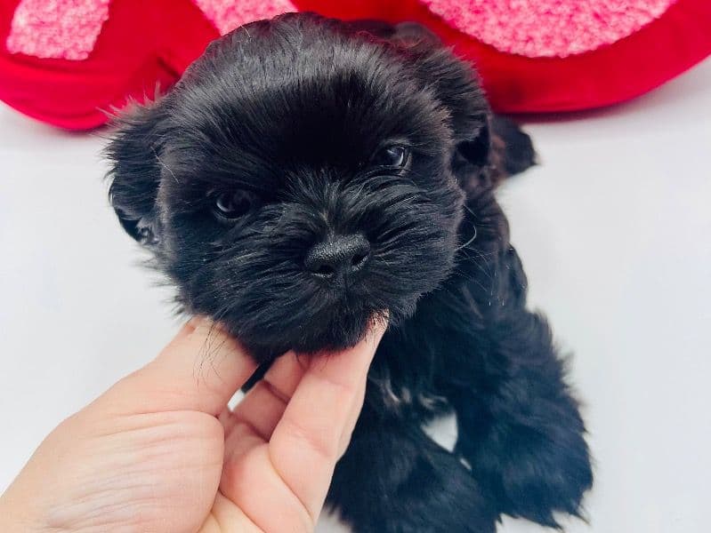 Shorkie 2 months old male small named Onyx for sale in Orange County, New York | Petmeetly