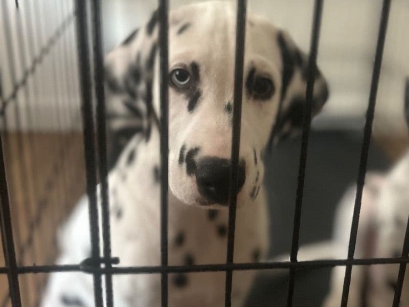 Dalmatian 4 months old male small named No Name for adoption in Orange County, California | Petmeetly