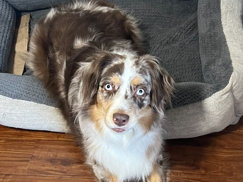 Australian Shepherd 2 years 5 months old female medium named Canela for breeding in King County, Washington | Petmeetly
