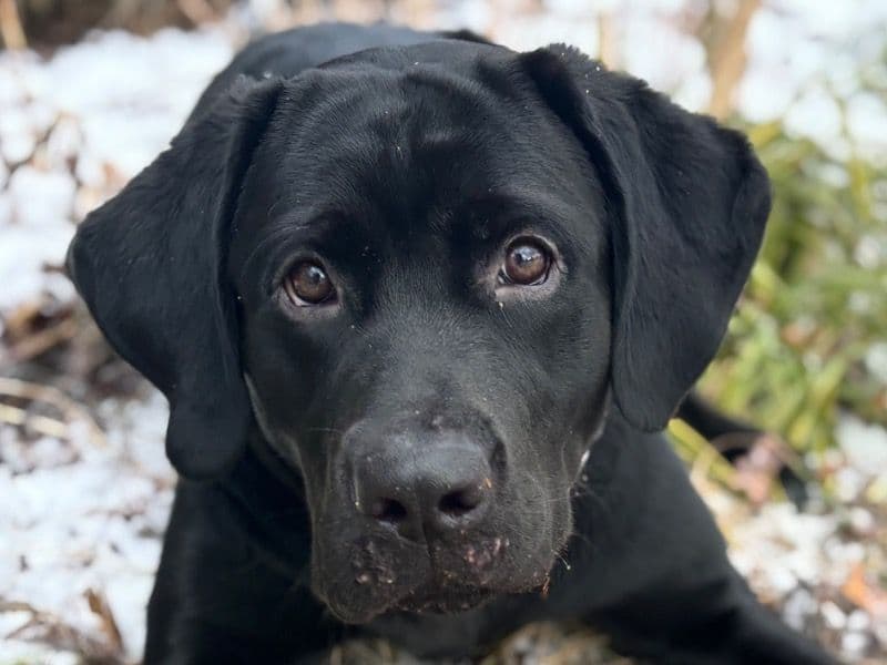 English Labrador Retriever 2 years old female large named Oxy for breeding in Berks County, Pennsylvania | Petmeetly