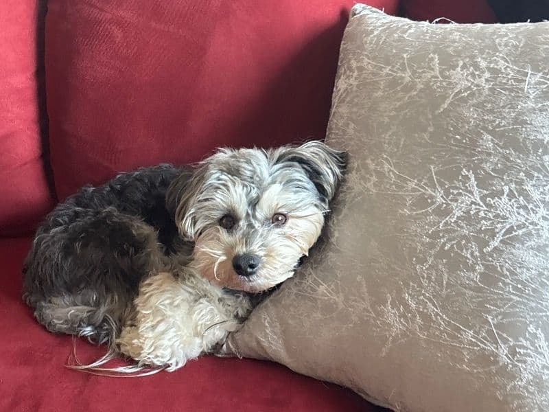 Morkie 6 years 1 month old male small named Jackpot for breeding in Bronx County, New York | Petmeetly
