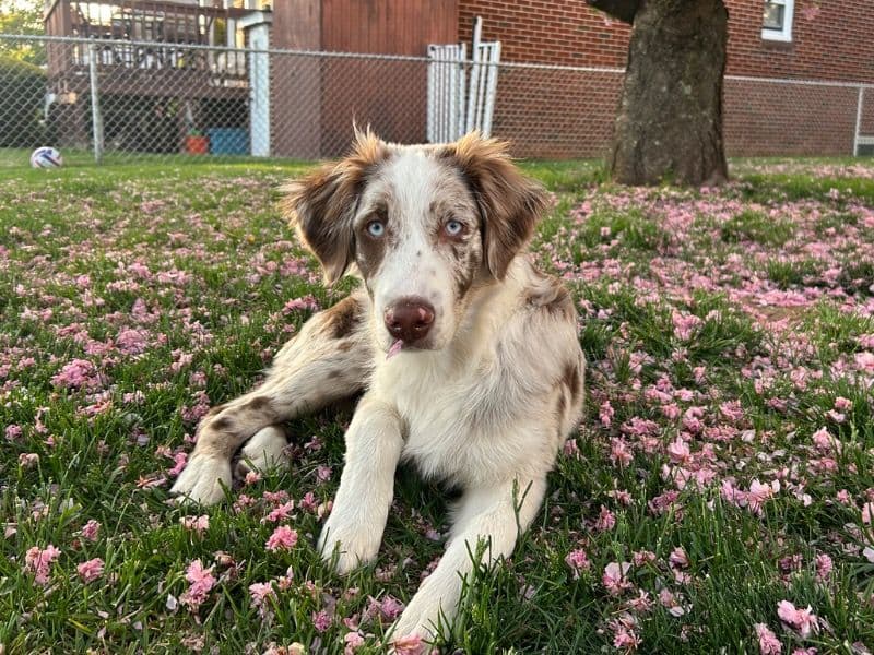 Australian Shepherd 1 year old male medium named Ace for breeding in Passaic County, New Jersey | Petmeetly