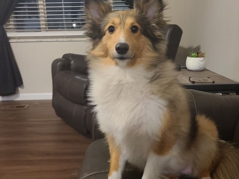 Shetland Sheepdog 2 years 4 months old female small named Ella for breeding in Warren County, Ohio | Petmeetly