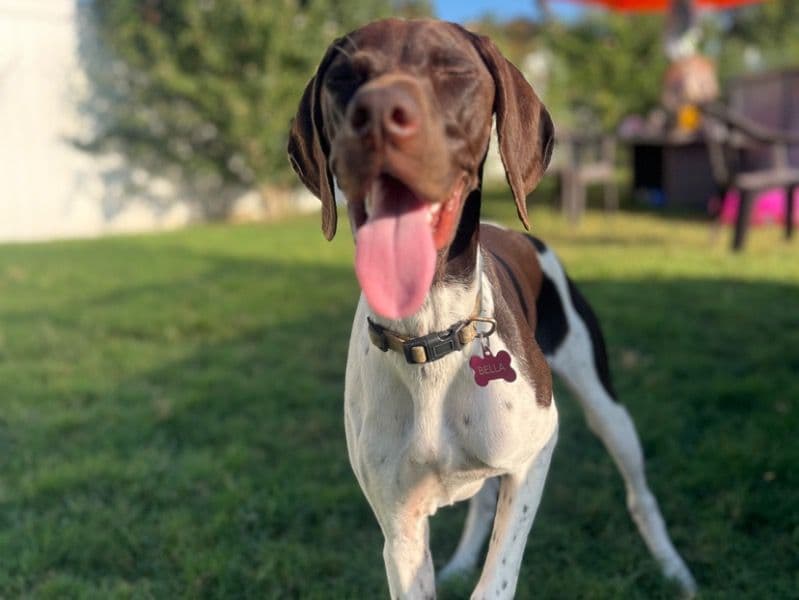 German Shorthaired Pointer 1 year 4 months old female medium named Bella for breeding in Sumner County, Tennessee | Petmeetly