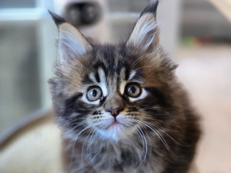 Maine Coon 2 months old female named Fiona for sale in Flagler County, Florida | Petmeetly
