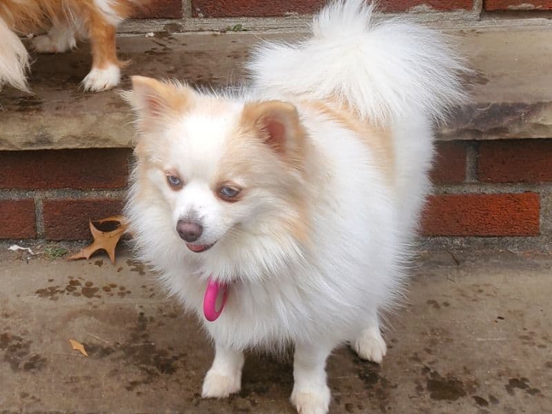 Pomeranian 2 years old female small named Ah-hing for breeding in Queens County, New York | Petmeetly